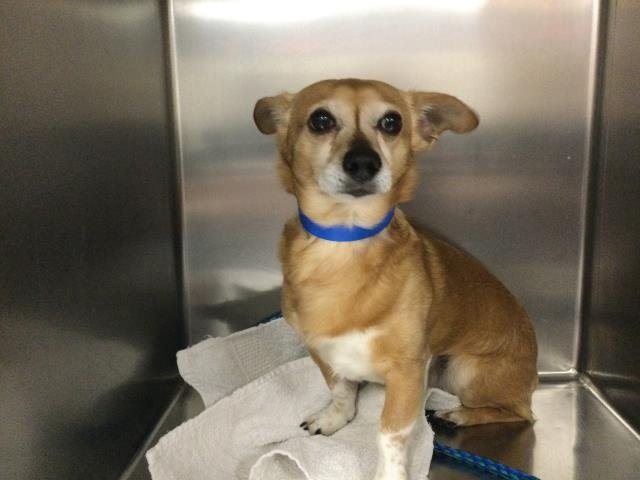 PEANUT - Chihuahua available for adoption