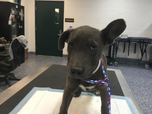 SPORTY SPICE - Terrier available for adoption