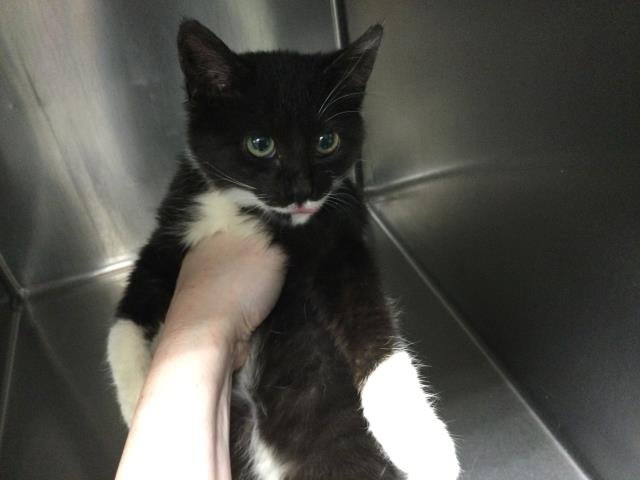 SCARLETT SUMMERS - Domestic Short Hair available for adoption