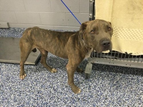 ELIAS - Pit Bull Terrier available for adoption