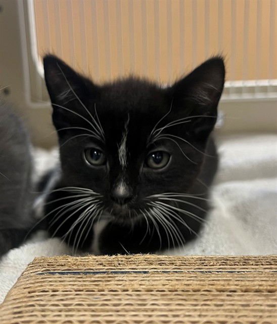 RORY - Domestic Short Hair available for adoption