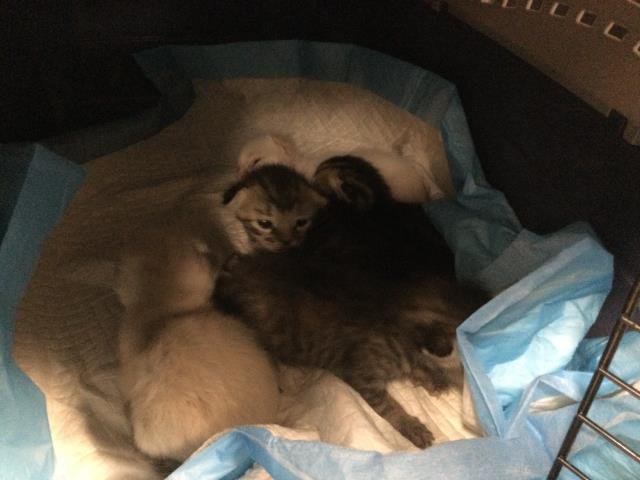 A1871009 - Domestic Short Hair available for adoption