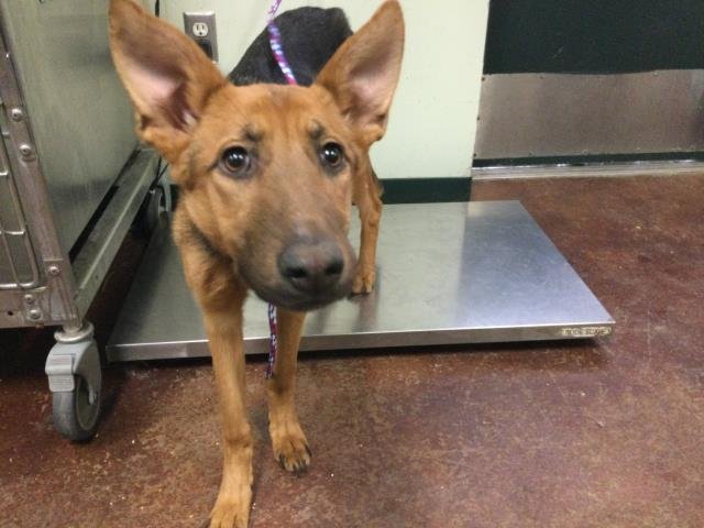 PHILOMENA - German Shepherd Dog available for adoption