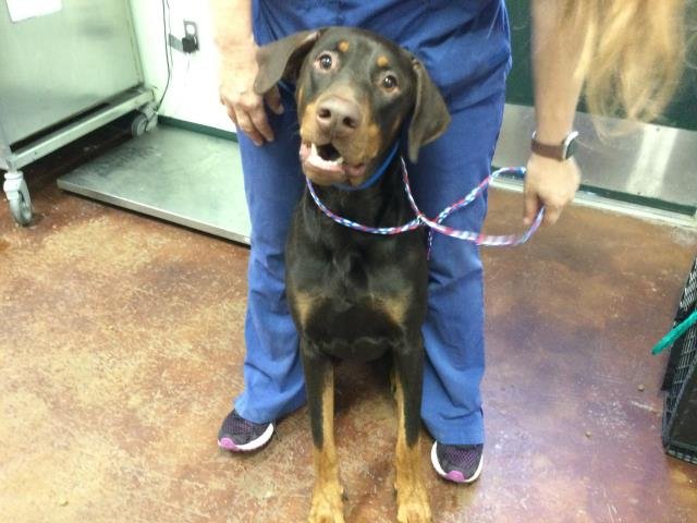 BEN - Doberman Pinscher available for adoption