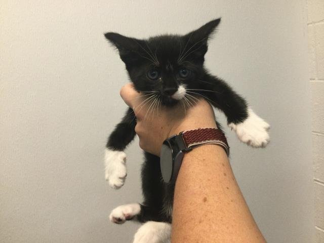 NIGHTBANE - Domestic Short Hair available for adoption