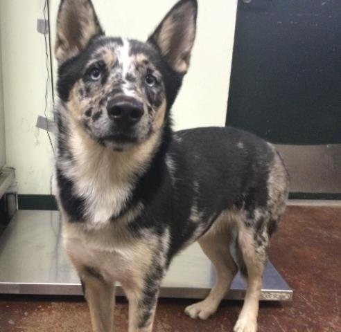 A1895550 - Australian Shepherd available for adoption