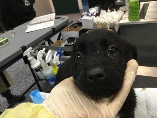 LUCAS - Terrier available for adoption