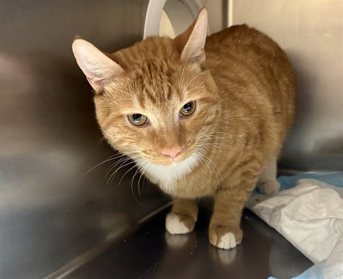 O'MALLEY - Domestic Short Hair available for adoption