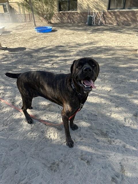 WHISPER - Mastiff available for adoption
