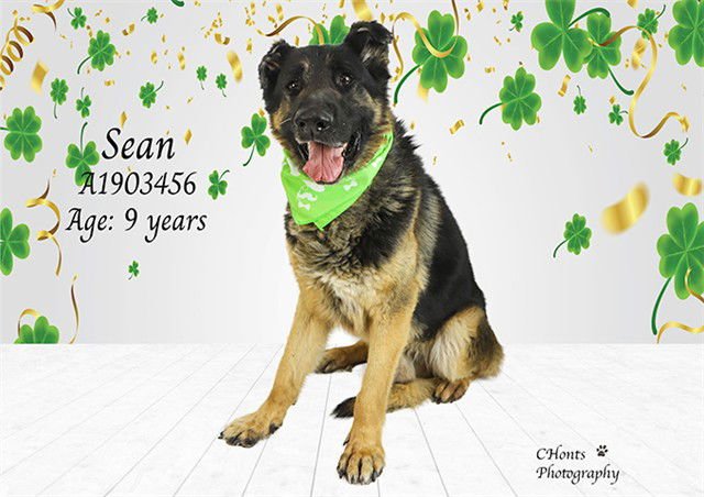 SEAN - German Shepherd Dog available for adoption