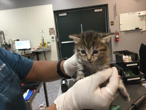 A1906718 - Domestic Short Hair available for adoption