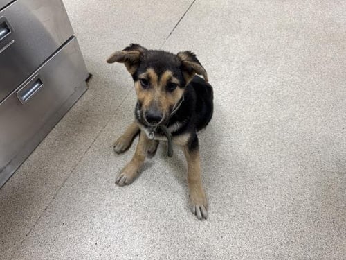 HUGS - German Shepherd Dog available for adoption