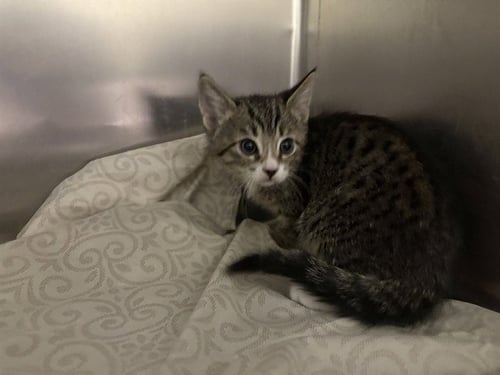 GEORGINA - Domestic Short Hair available for adoption