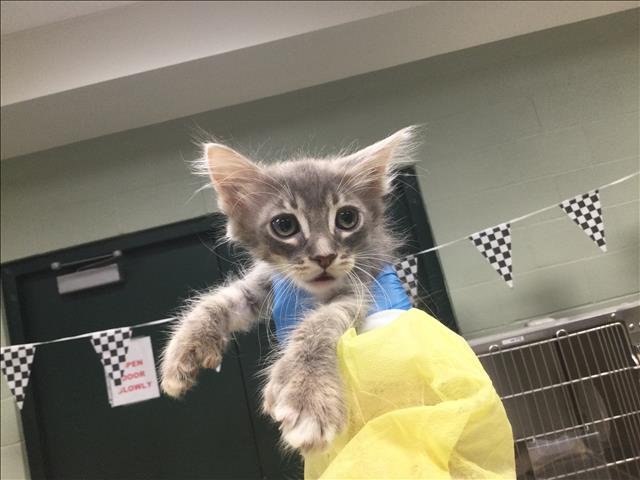 MAX - Domestic Short Hair available for adoption