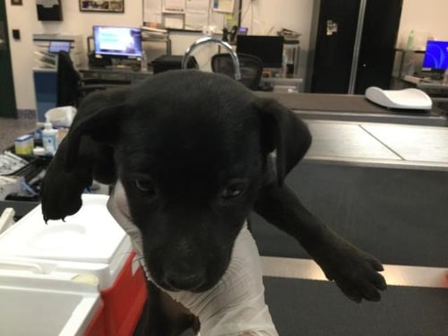 A1906072 - Terrier available for adoption