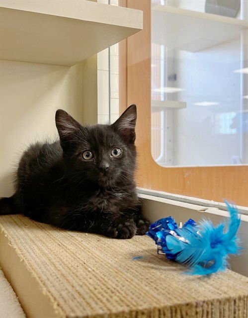 SCOTTIE - Domestic Medium Hair available for adoption