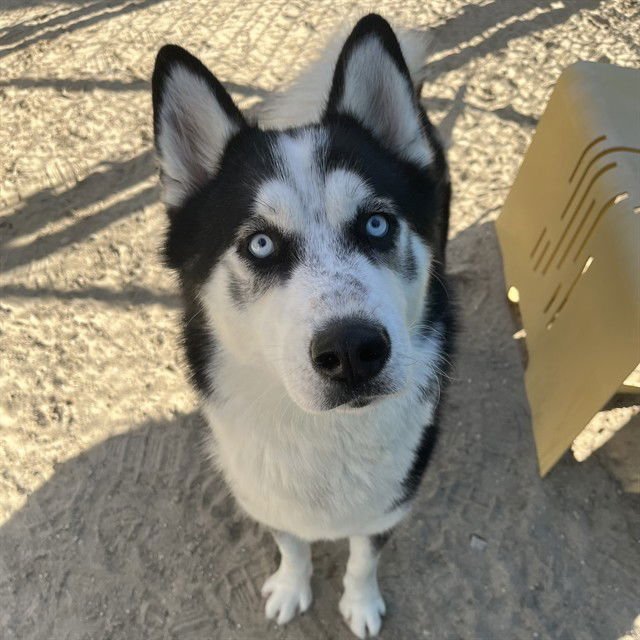 DAKOTA - Siberian Husky available for adoption