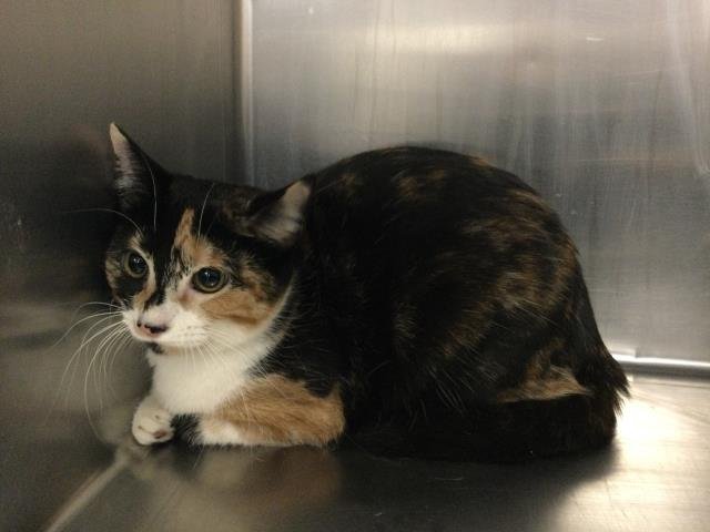 PIGLET - Domestic Short Hair available for adoption