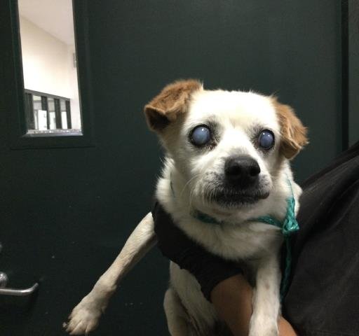 A1897278 - Terrier available for adoption