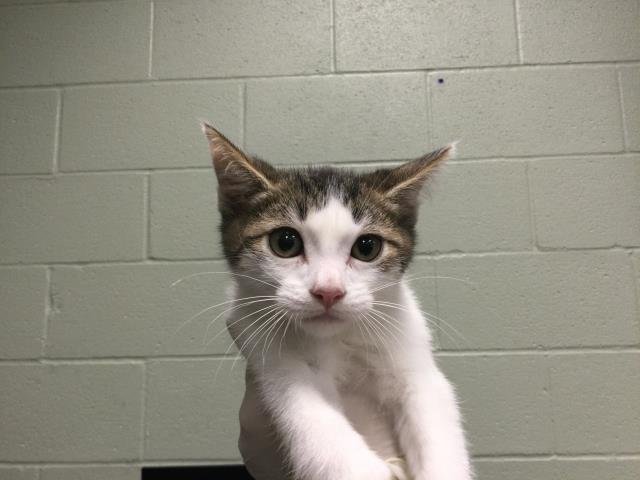 TIRAMISU - Domestic Short Hair available for adoption