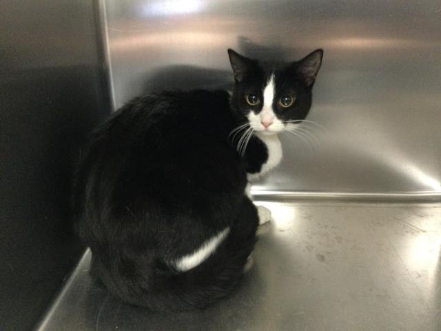 SOOT - Domestic Short Hair available for adoption