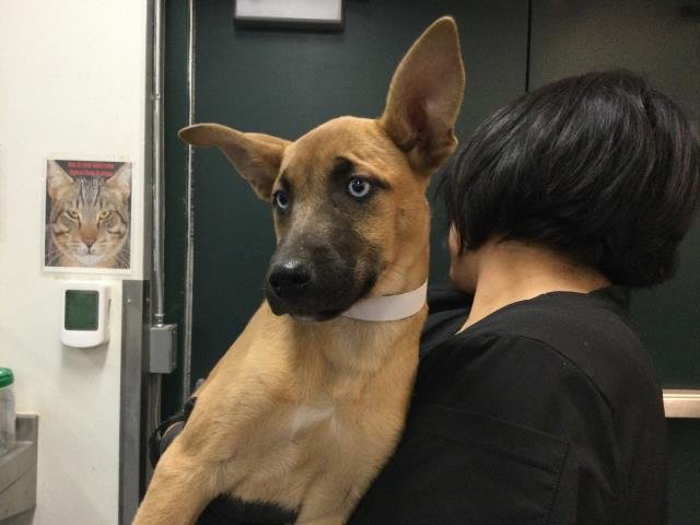 A1900119 - Belgian Shepherd Malinois available for adoption