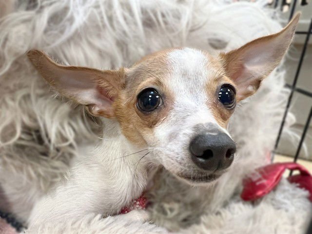 ARCHIE - Chihuahua available for adoption