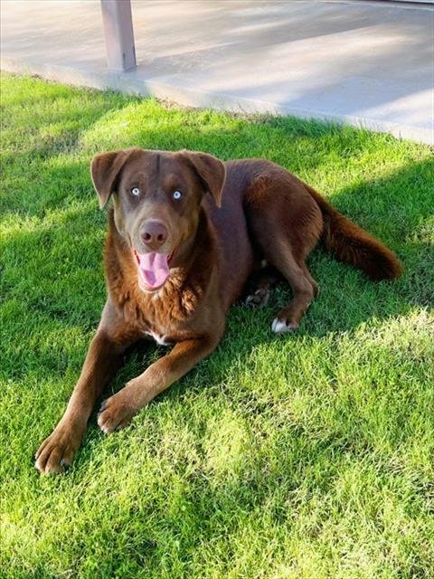 PLUTO - Labrador Retriever available for adoption