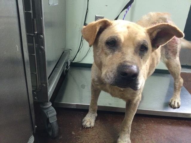 SARAH - Labrador Retriever available for adoption