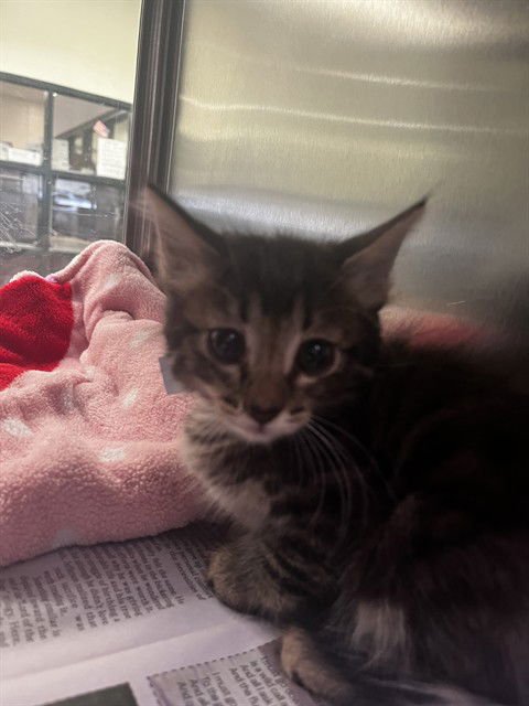 THOMAS - Domestic Short Hair available for adoption