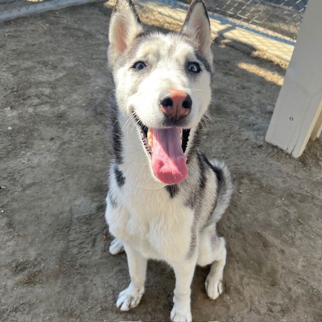 VIXEN - Siberian Husky available for adoption