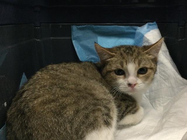 CLEO-CAT-TRA - Domestic Short Hair available for adoption