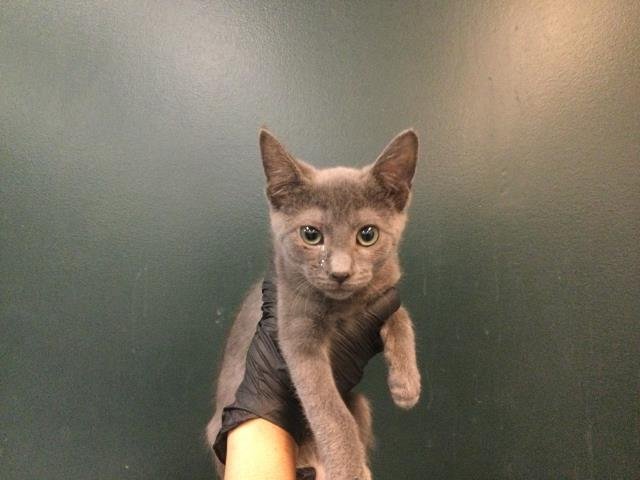 SHIRLEY - Domestic Short Hair available for adoption