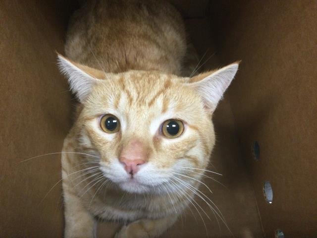 POLLITO - Domestic Short Hair available for adoption