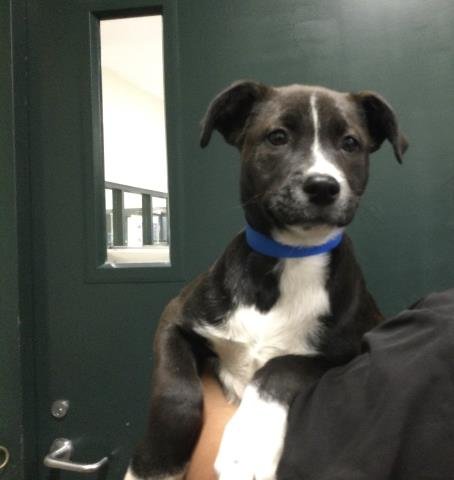 A1897261 - Pit Bull Terrier available for adoption