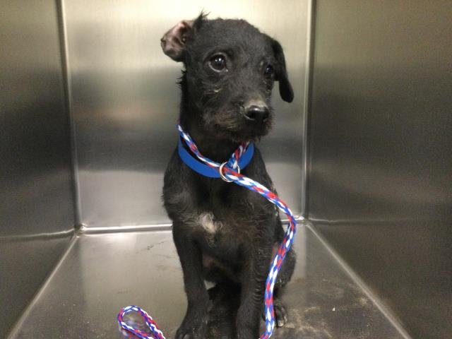 A1897994 - Terrier available for adoption