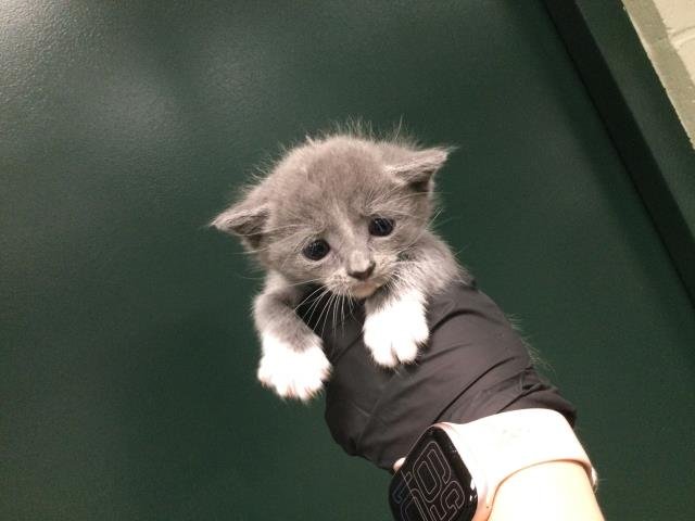 A1893800 - Domestic Short Hair available for adoption