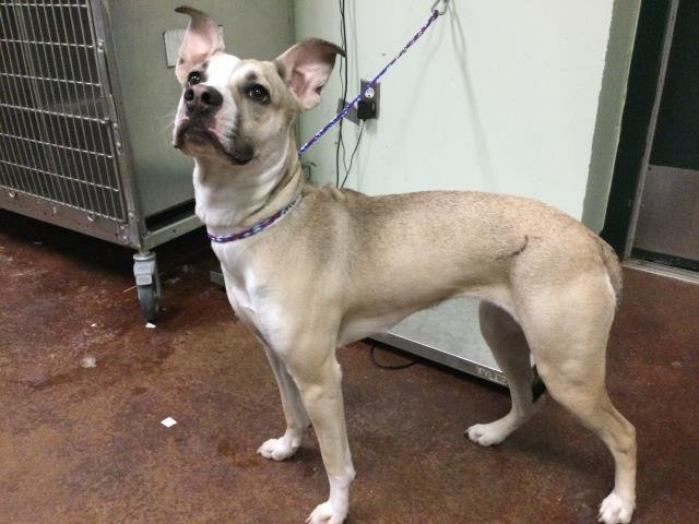 SPRING - Pit Bull Terrier available for adoption