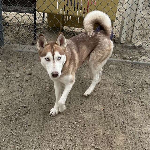 MORGAN - Siberian Husky available for adoption