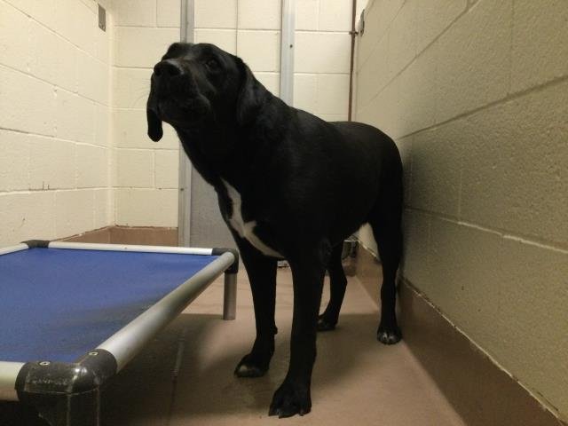 ADISON - Labrador Retriever available for adoption