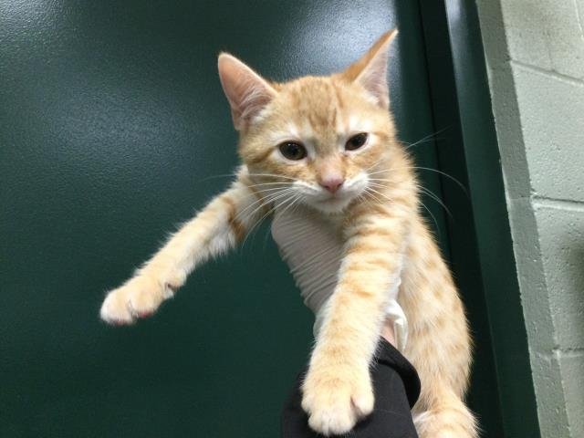 A1891990 - Domestic Short Hair available for adoption