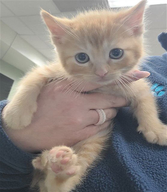 SILAS - Domestic Medium Hair available for adoption