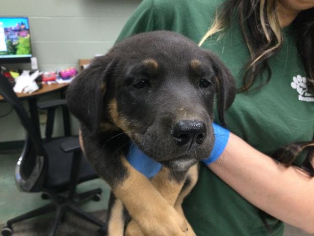 ABIGAIL - Rottweiler available for adoption