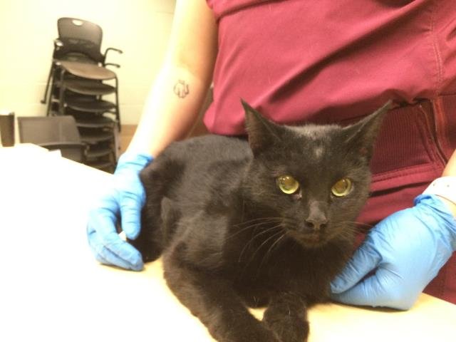 PEPPER - Domestic Short Hair available for adoption