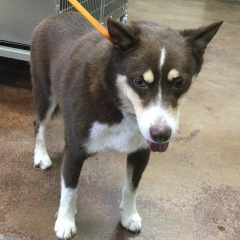 HENRY - Siberian Husky available for adoption