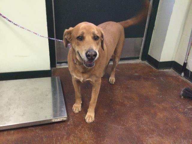 BORIS - Labrador Retriever available for adoption