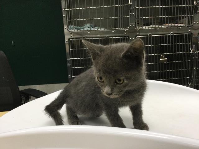 ANGELICA - Domestic Short Hair available for adoption