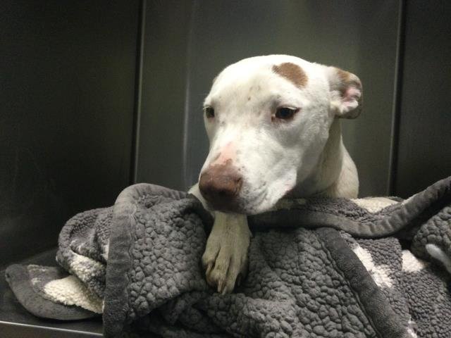 TINA - Pit Bull Terrier available for adoption