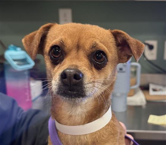 PEACH - Chihuahua available for adoption