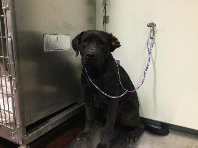 DIESEL - Labrador Retriever available for adoption
